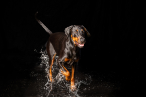 Schwarzwasser Shooting Black Splash Hundeshooting schwarzes Wasser Hintergrund