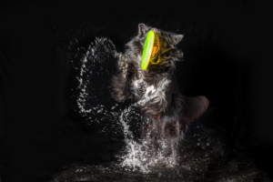 Schwarzwasser Shooting Black Splash Hundeshooting schwarzes Wasser Hintergrund