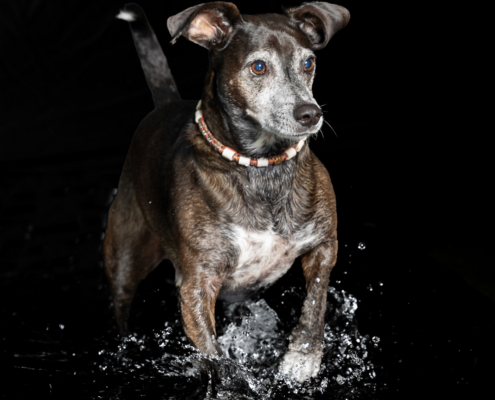 Aqua Motion Moments – das besondere Wassershooting mit Hund Aqua Motion Moments – das besondere Wassershooting mit Hund