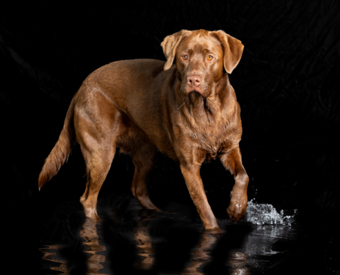 Aqua Motion Moments – das besondere Wassershooting mit Hund Aqua Motion Moments – das besondere Wassershooting mit Hund
