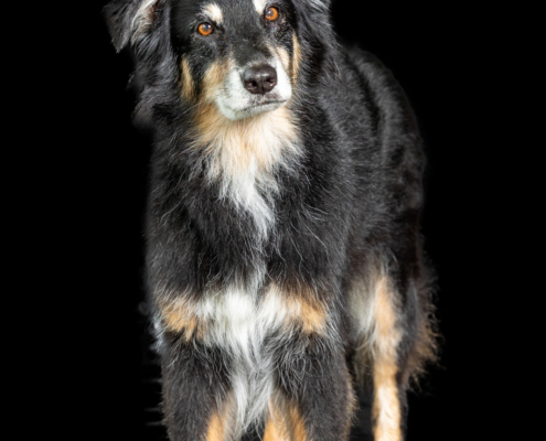 Aqua Motion Moments – das besondere Wassershooting mit Hund Aqua Motion Moments – das besondere Wassershooting mit Hund