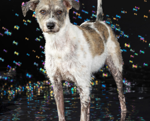 Aqua Motion Moments – das besondere Wassershooting mit Hund Aqua Motion Moments – das besondere Wassershooting mit Hund