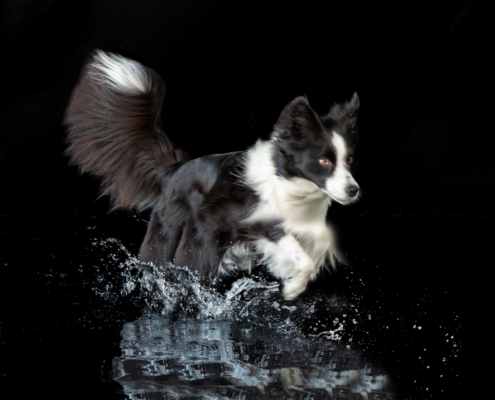 Aqua Motion Moments – das besondere Wassershooting mit Hund Aqua Motion Moments – das besondere Wassershooting mit Hund