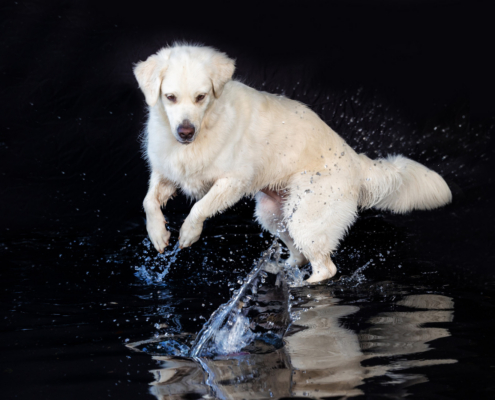 Aqua Motion Moments – das besondere Wassershooting mit Hund Aqua Motion Moments – das besondere Wassershooting mit Hund