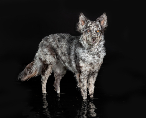 Aqua Motion Moments – das besondere Wassershooting mit Hund Aqua Motion Moments – das besondere Wassershooting mit Hund