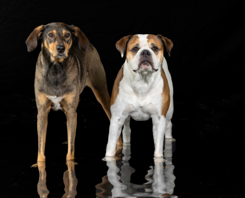 Aqua Motion Moments – das besondere Wassershooting mit Hund Aqua Motion Moments – das besondere Wassershooting mit Hund