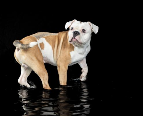 Aqua Motion Moments – das besondere Wassershooting mit Hund Aqua Motion Moments – das besondere Wassershooting mit Hund