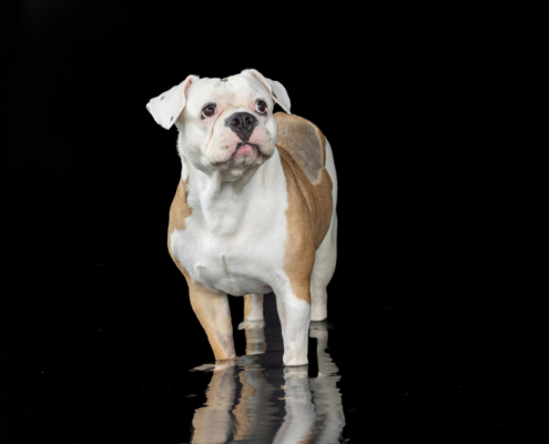 Aqua Motion Moments – das besondere Wassershooting mit Hund Aqua Motion Moments – das besondere Wassershooting mit Hund