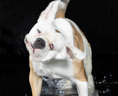 Aqua Motion Moments – das besondere Wassershooting mit Hund Aqua Motion Moments – das besondere Wassershooting mit Hund