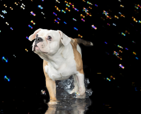 Aqua Motion Moments – das besondere Wassershooting mit Hund Aqua Motion Moments – das besondere Wassershooting mit Hund