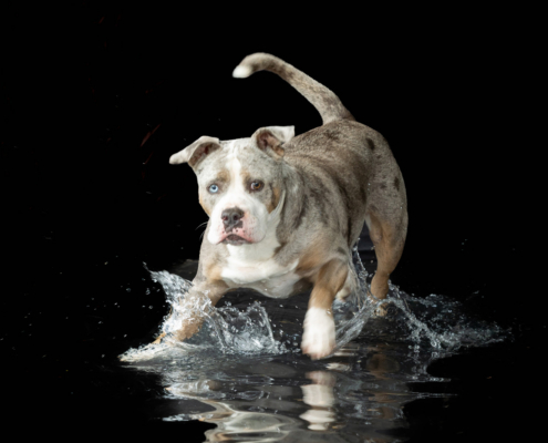 Aqua Motion Moments – das besondere Wassershooting mit Hund Aqua Motion Moments – das besondere Wassershooting mit Hund