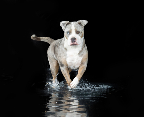 Aqua Motion Moments – das besondere Wassershooting mit Hund Aqua Motion Moments – das besondere Wassershooting mit Hund
