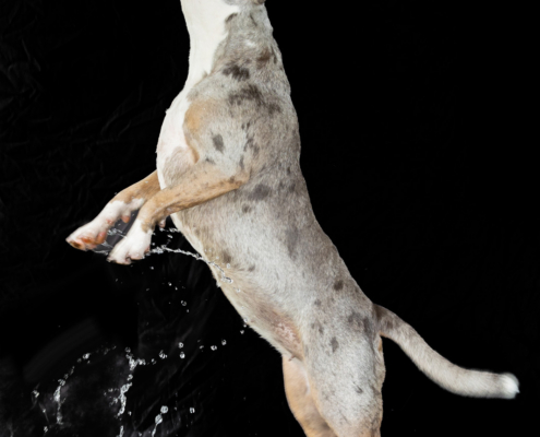 Aqua Motion Moments – das besondere Wassershooting mit Hund Aqua Motion Moments – das besondere Wassershooting mit Hund