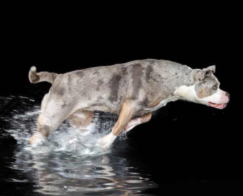 Aqua Motion Moments – das besondere Wassershooting mit Hund Aqua Motion Moments – das besondere Wassershooting mit Hund