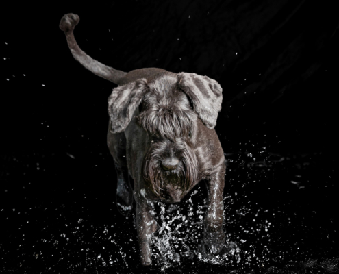 Aqua Motion Moments – das besondere Wassershooting mit Hund Aqua Motion Moments – das besondere Wassershooting mit Hund